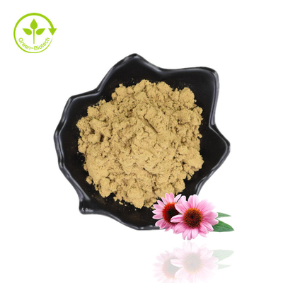 Εκχύλισμα χύμα πολυφαινόλης 4% Echinacea Purpurea σε σκόνη Εκχύλισμα πορφυρού κωνοφόρων