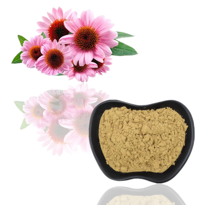 100% οργανικό Polyphenols 2% Chicoric αποσπασμάτων 4% Echinacea Purpurea οξύ