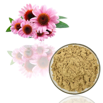 Αγνό φυτικό εκχύλισμα Echinacea Purpurea 1% σκόνη κικορικού οξέος