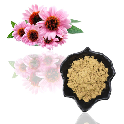 Βοτανικό Polyphenols 4% Echinacea Purpurea αποσπασμάτων ρίζας Echinacea Purpurea εκχύλισμα