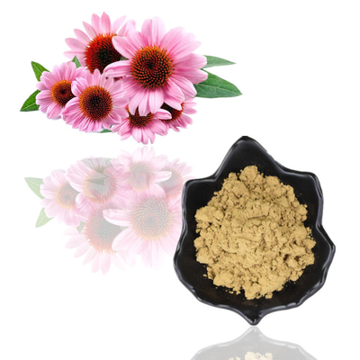 Polyphenols 4% όξινο 1% 4% Echinacea Purpurea σκονών εκχυλισμάτων φυτού απόσπασμα Cichoric