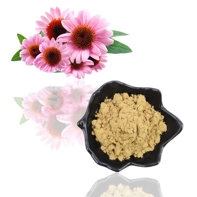 Καθαρό φυσικό βιολογικό εκχύλισμα Echinacea Purpurea 4% Polyphenol Powder