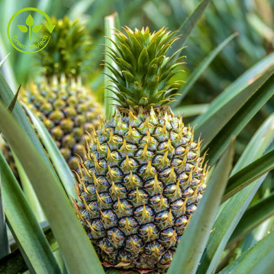 100000u/G εκχύλισμα φρούτων ανανά με Bromelain την ενζυμική σκόνη
