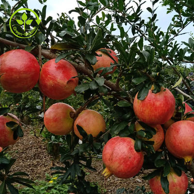Καθαρή φυσική σκόνη Punicalagin CAS 65995-63-3 εκχυλισμάτων ροδιών