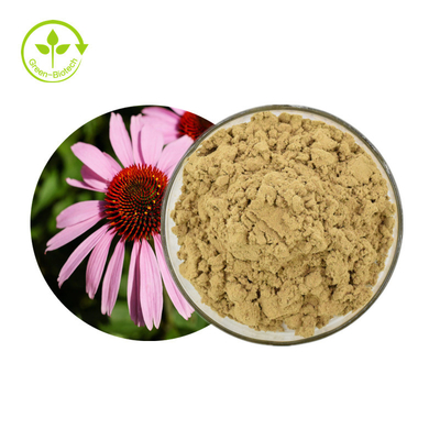 Polyphenols αποσπασμάτων 4% Echinacea Purpurea εγκαταστάσεων κονιοποιούν το υγιές προϊόν προσοχής