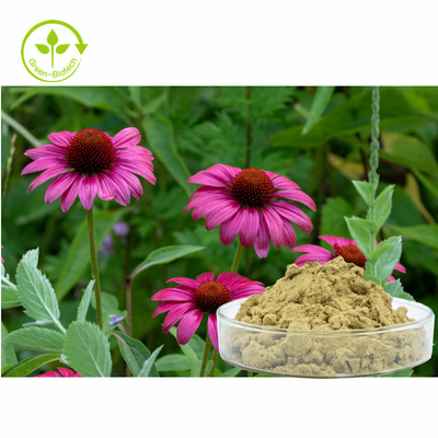 Polyphenols αποσπασμάτων 4% Echinacea Purpurea εγκαταστάσεων κονιοποιούν το υγιές προϊόν προσοχής