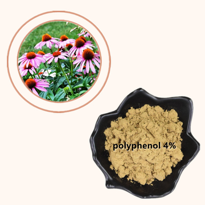 Polyphenols αποσπασμάτων 4% Echinacea Purpurea εγκαταστάσεων κονιοποιούν το υγιές προϊόν προσοχής