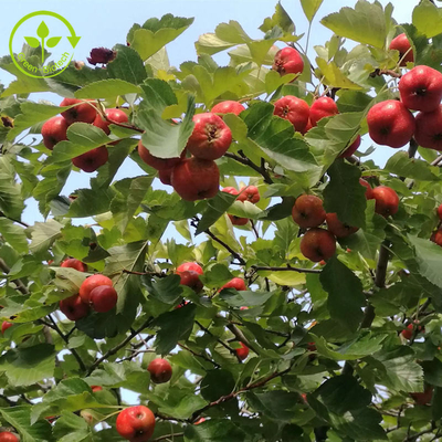 Flavones 80% εκχυλισμάτων μούρων κραταίγου απόσπασμα φύλλων crataegus σκονών