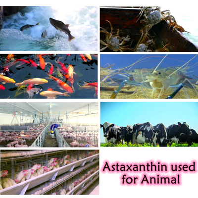 Αντιοξειδωτικά Astaxanthin αποσπασμάτων 10% Haematococcus Pluvialis συμπληρώματα σκονών