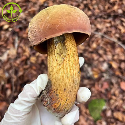 Boletus αποσπασμάτων Bolete βασιλιάδων βαθμού τροφίμων Edulis σκόνη πολυσακχαριτών αποσπασμάτων 30%