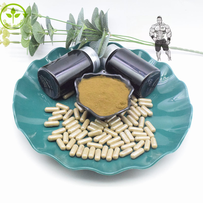 Καθαρές κάψες σκονών 800mg 1000mg Turkesterone αποσπασμάτων 10% 40% Turkesterone