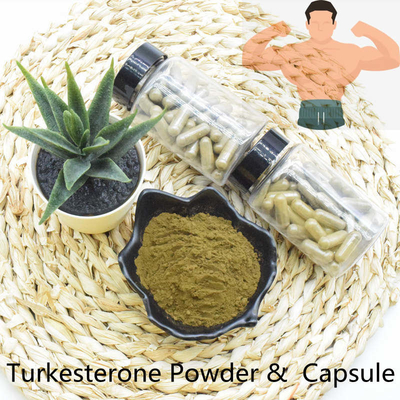 Γρήγορο απόσπασμα σκονών Turkesterone παράδοσης κορυφαίας ποιότητας