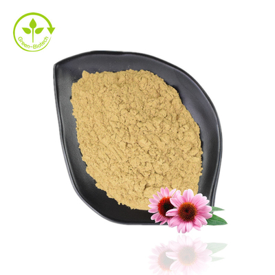 Εκχύλισμα Πουρπουρίας Echinacea Hot Selling 4%-6% Πολυφαινόλη 2%-4% Φυσική σκόνη Echinacea