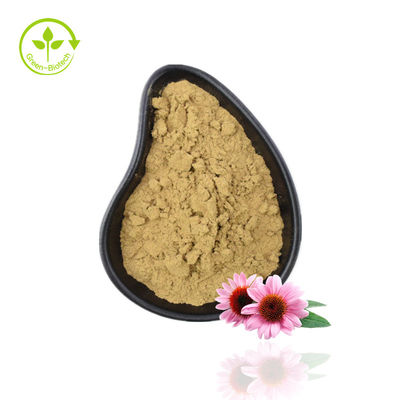 Factory Supply Echinacea Powder Echinacea Purpurea Extract Echinacea Extract With High Quality