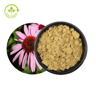 Hot Selling Echinacea Purpurea Extract Herbs Extract Echinacea