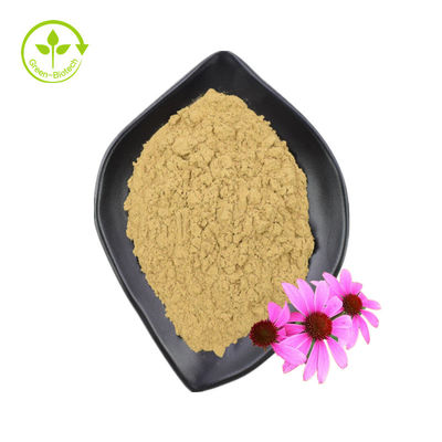 GMP Standard Πολυφαινόλες υψηλής ποιότητας Echinacea Purpurea Powder Extract Echinacea Purpurea