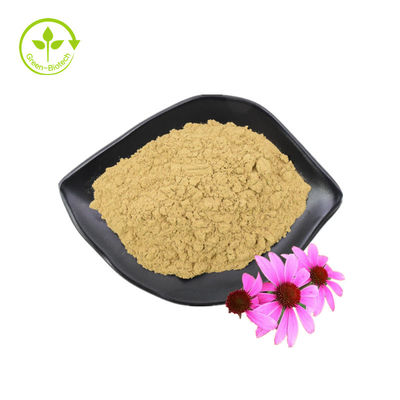 GMP Standard Πολυφαινόλες υψηλής ποιότητας Echinacea Purpurea Powder Extract Echinacea Purpurea