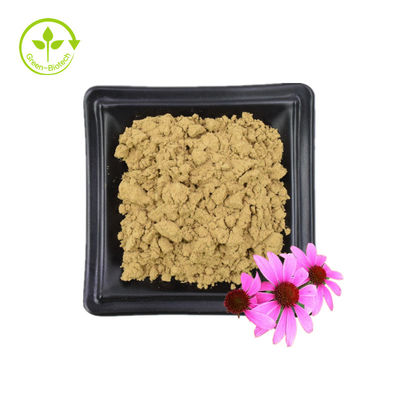 Μαζική Προμήθεια Εκχύλισμα Echinacea Purpurea 4% Polyphenol 2% Chicoric Acid