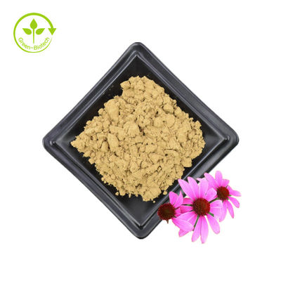 Μαζική Προμήθεια Εκχύλισμα Echinacea Purpurea 4% Polyphenol 2% Chicoric Acid