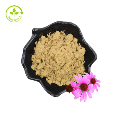 Echinacea Purpurea Εκχύλισμα Echinacea Εκχύλισμα 4% Τσικορικό οξύ