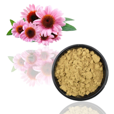 100% οργανικό Polyphenols 2% Chicoric αποσπασμάτων 4% Echinacea Purpurea οξύ