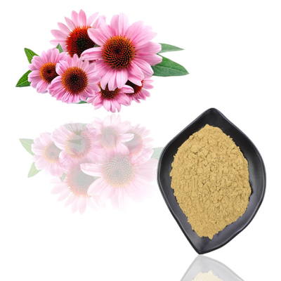 Αγνό φυτικό εκχύλισμα Echinacea Purpurea 1% σκόνη κικορικού οξέος