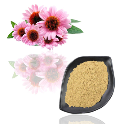 Εκχύλισμα λουλουδιών Echinacea Purpurea σκονών εκχυλισμάτων φυτού βαθμού τροφίμων