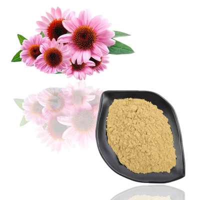 Απόσπασμα 4% Purpurea Echinacea - Polyphenol 6% σκόνη εκχυλισμάτων φυτού