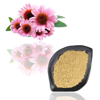 Απόσπασμα 4% Purpurea Echinacea - Polyphenol 6% σκόνη εκχυλισμάτων φυτού