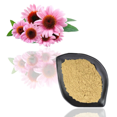 Φυσικό Echinacea Purpurea του ISO Polyphenol αποσπασμάτων 10% πιστοποιητικών 100%