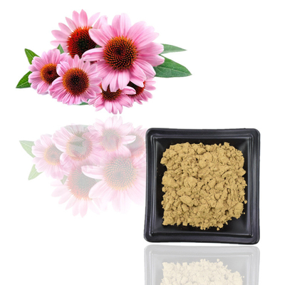 Φυσικό Echinacea Purpurea του ISO Polyphenol αποσπασμάτων 10% πιστοποιητικών 100%
