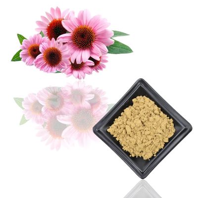 7% καθαρά Polyphenols σκονών εκχυλισμάτων φυτού Echinacea Purpurea εκχυλίσματα