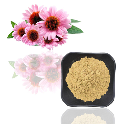 7% καθαρά Polyphenols σκονών εκχυλισμάτων φυτού Echinacea Purpurea εκχυλίσματα
