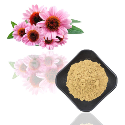 Βοτανικό Polyphenols 4% Echinacea Purpurea αποσπασμάτων ρίζας Echinacea Purpurea εκχύλισμα