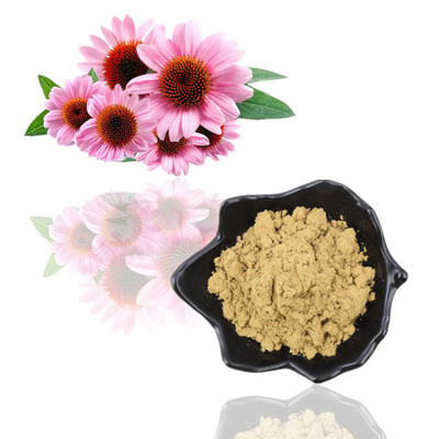 Polyphenols 4% όξινο 1% 4% Echinacea Purpurea σκονών εκχυλισμάτων φυτού απόσπασμα Cichoric