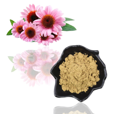 Καθαρό φυσικό βιολογικό εκχύλισμα Echinacea Purpurea 4% Polyphenol Powder