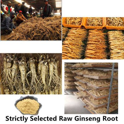 80 σκόνη 1%-80% αποσπασμάτων ρίζας Ginseng πλέγματος φυσικά εκχυλίσματα φυτού